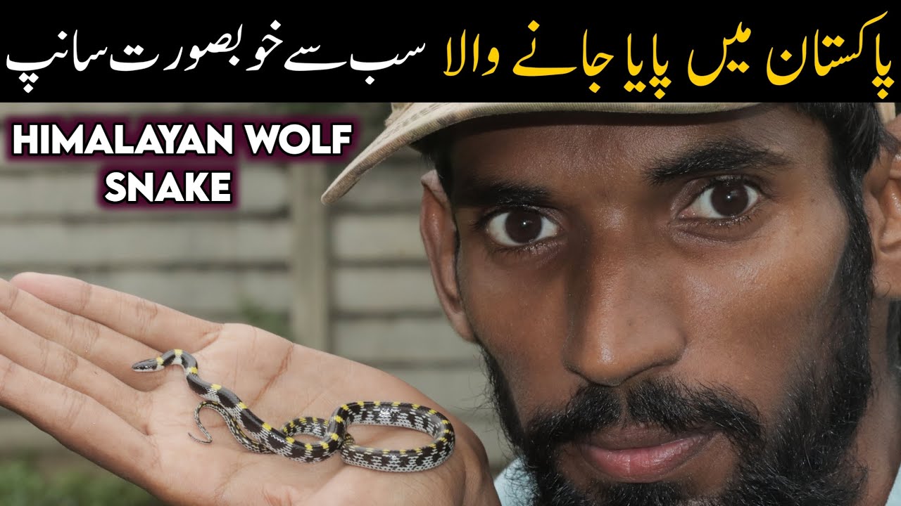 Snakes of Abbotabad - Central Asian wolf snake documentary 