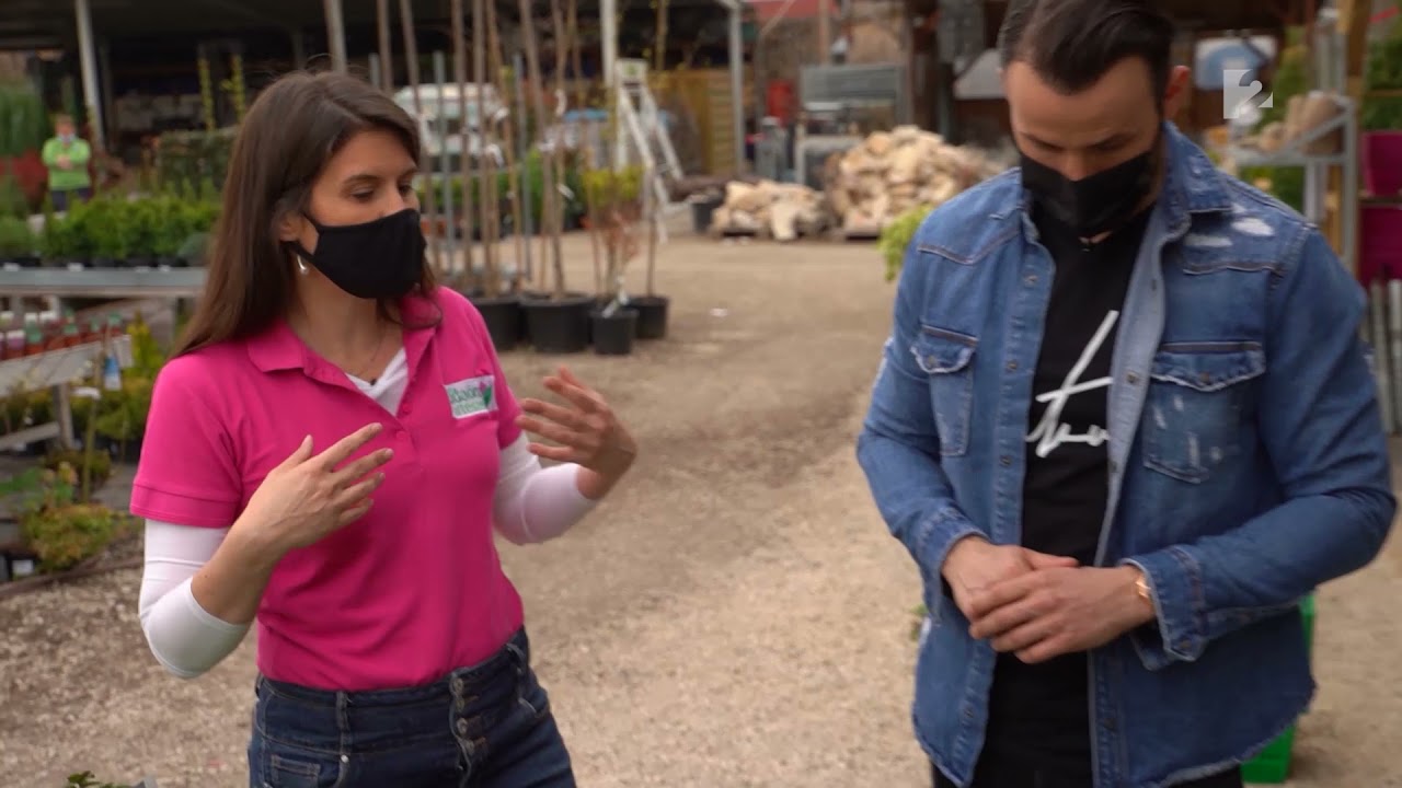 Milyen fűszernövényt ültessünk? Tanácsok kezdő kertészeknek!