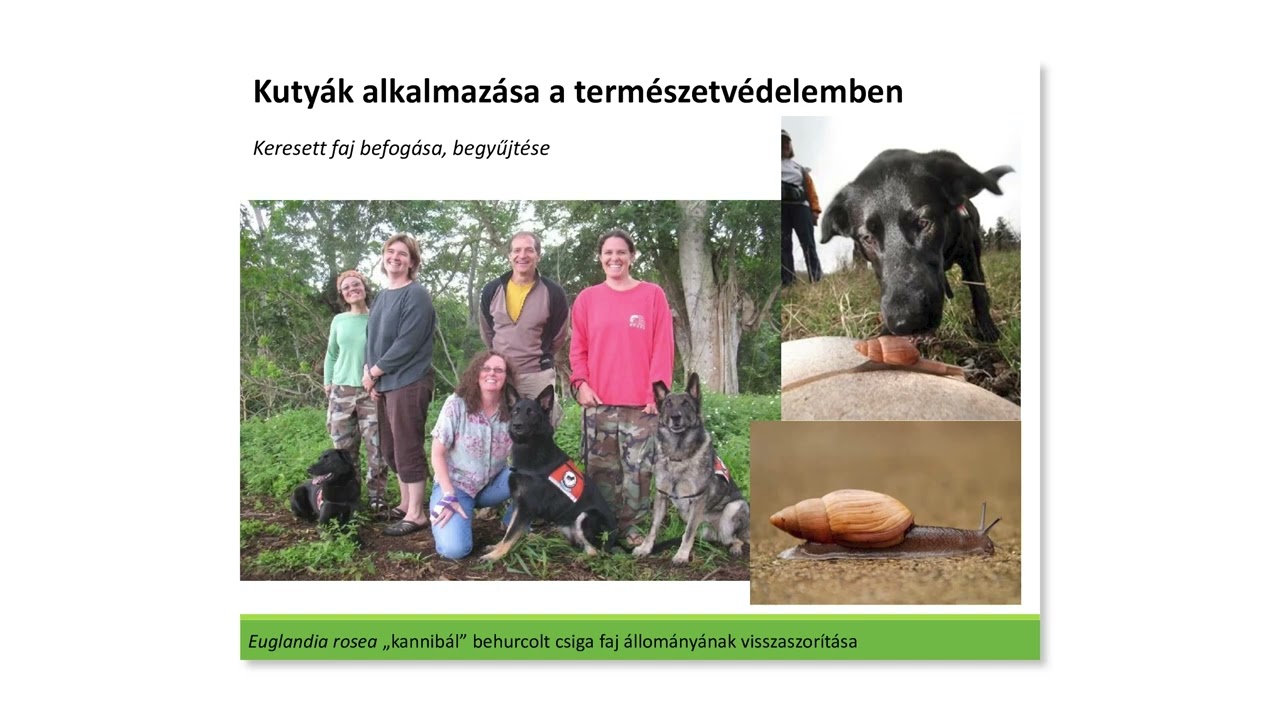 Vadmacska konferencia_2023 -  Keresőkutyák használata a természetvédelemben