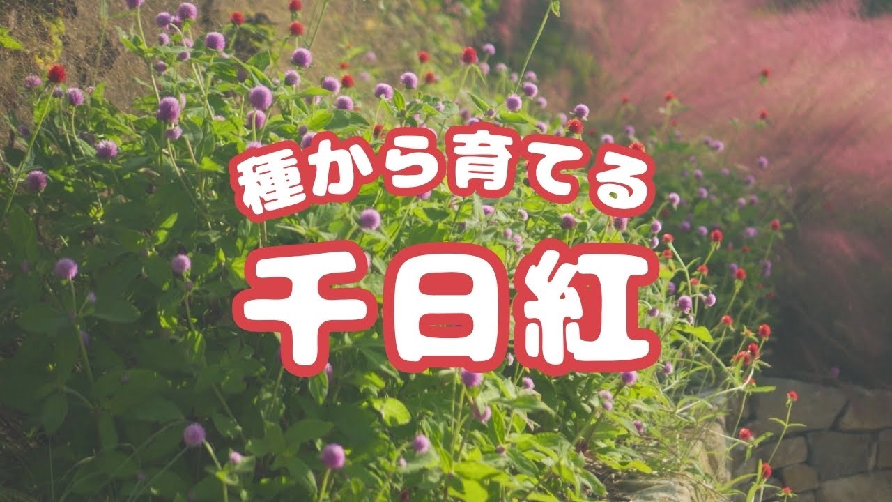 種から育てる千日紅【夏に最強！】