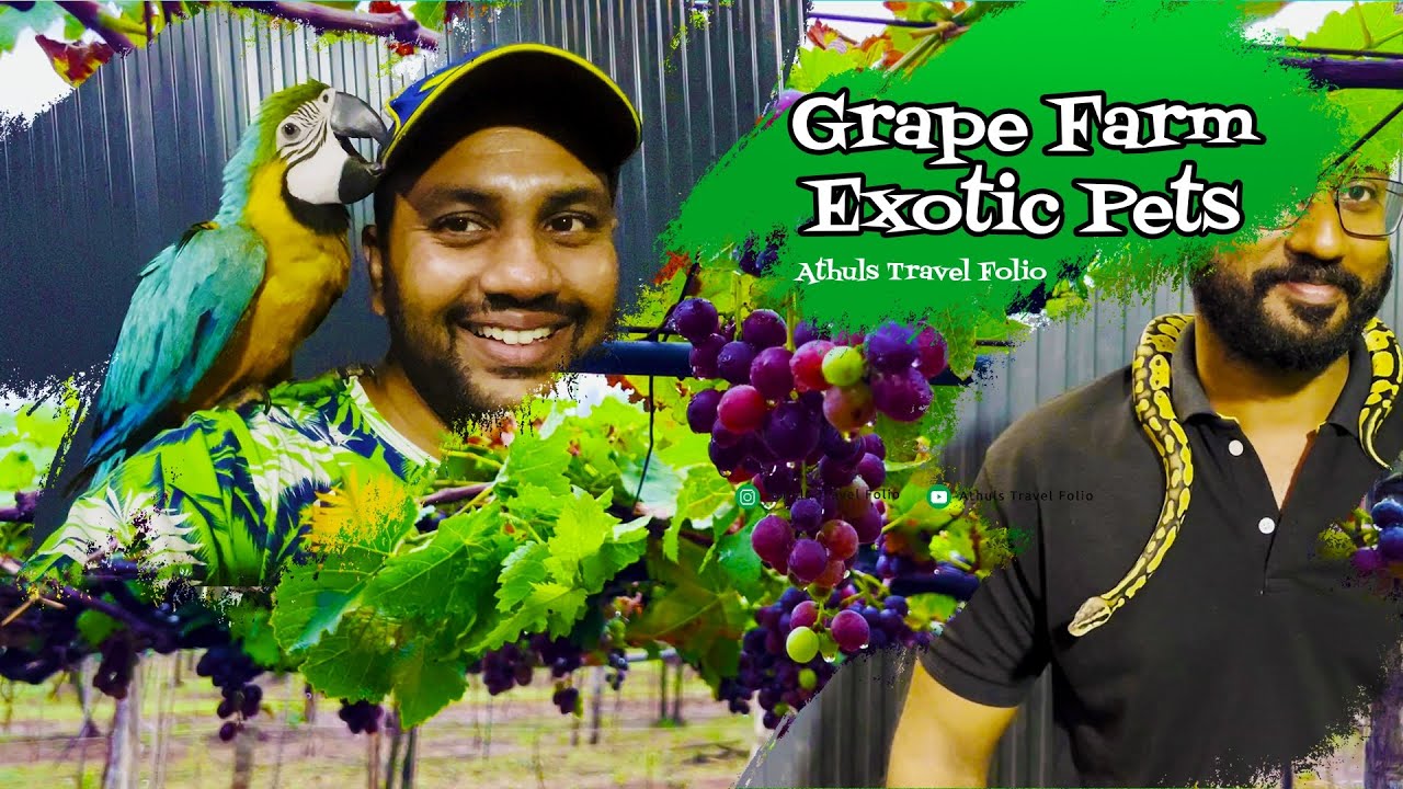 GRAPE FARM & EXOTIC PETS | KUMILY CUMBUM | VACATION DESTINATIONS