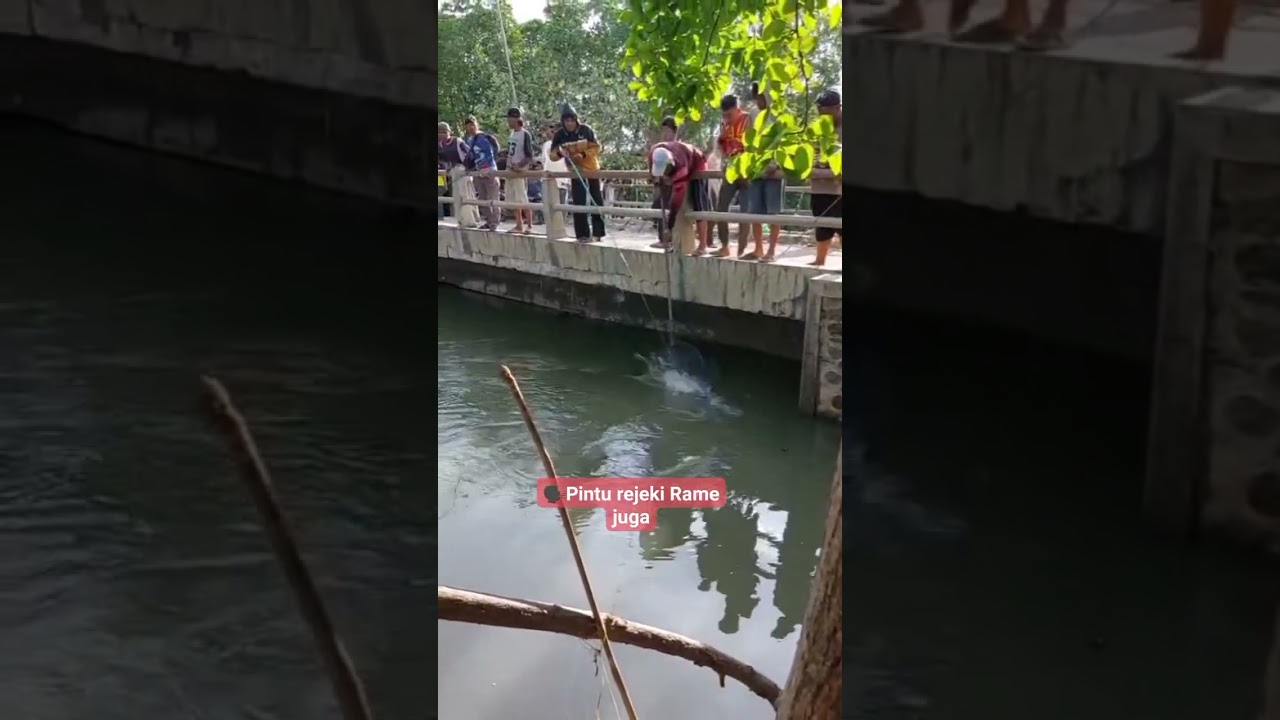 Heboh Penarikan Barramundi Dispot pintu rejeki 