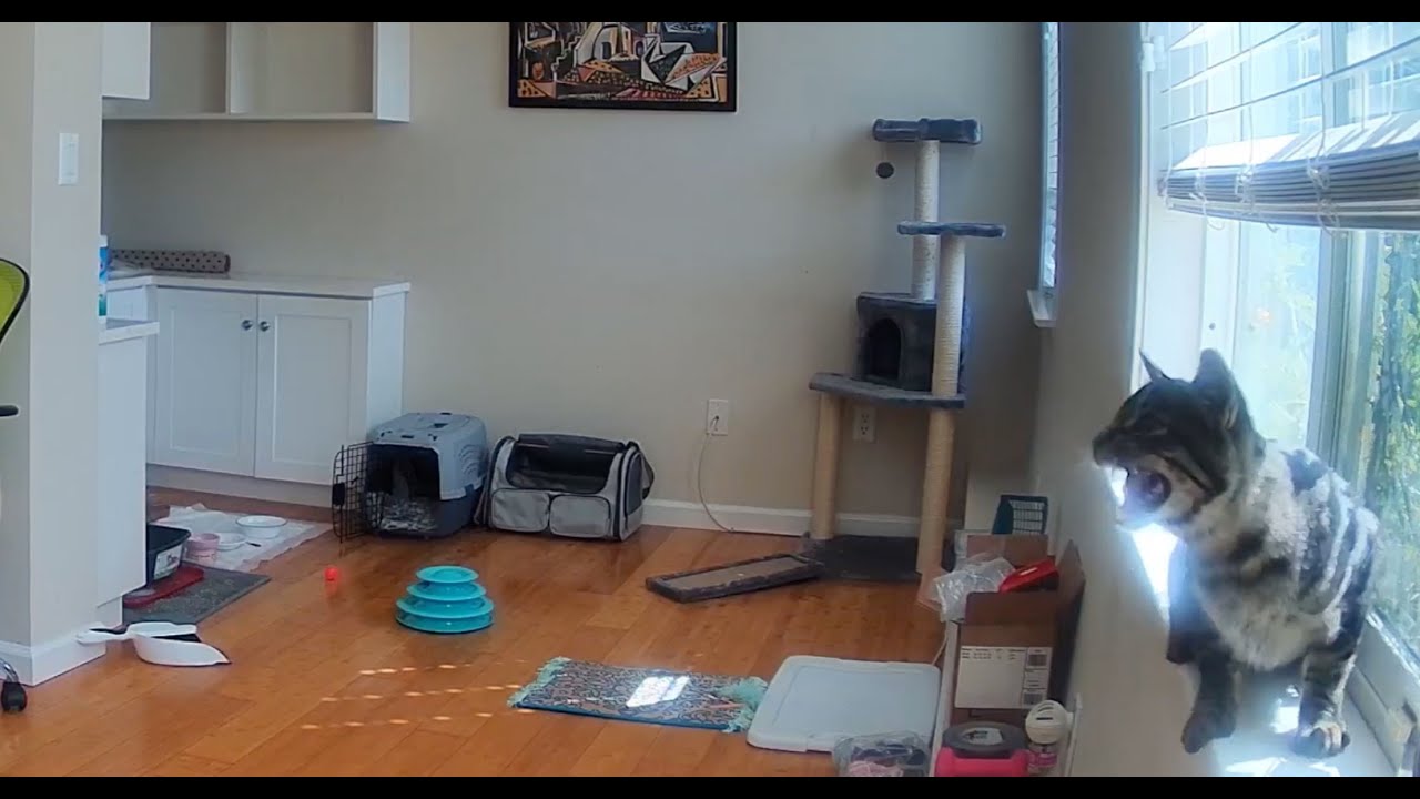 A feral cat's first week inside.