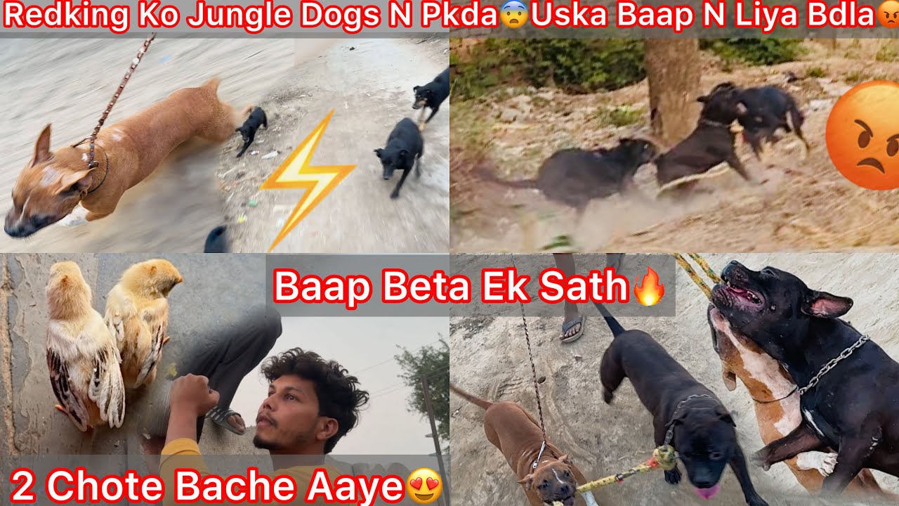 Chote Redking Ko Dogs N Dab Liya😨Uska Baap Blacking N Liya Bdla😡Chote Chote Bacha Aaye New😍