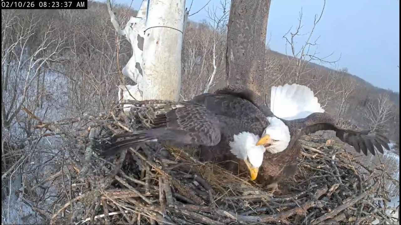 Feb 10 2026 - Team Work Bella & Scout Prepare for Eggs Bella's Request for Mating - NCTC Bald Eagles