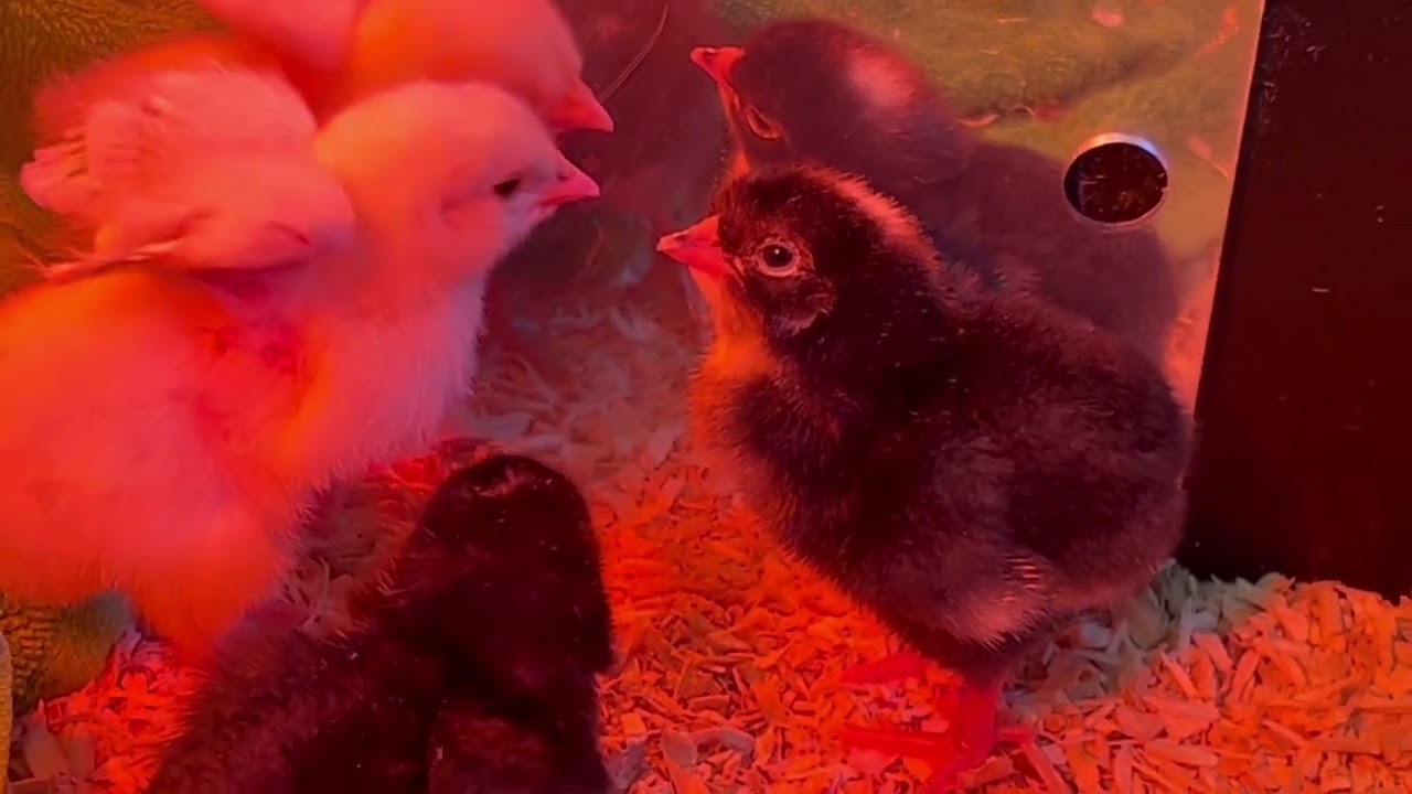 All Footage of the new batch of baby chicks!!