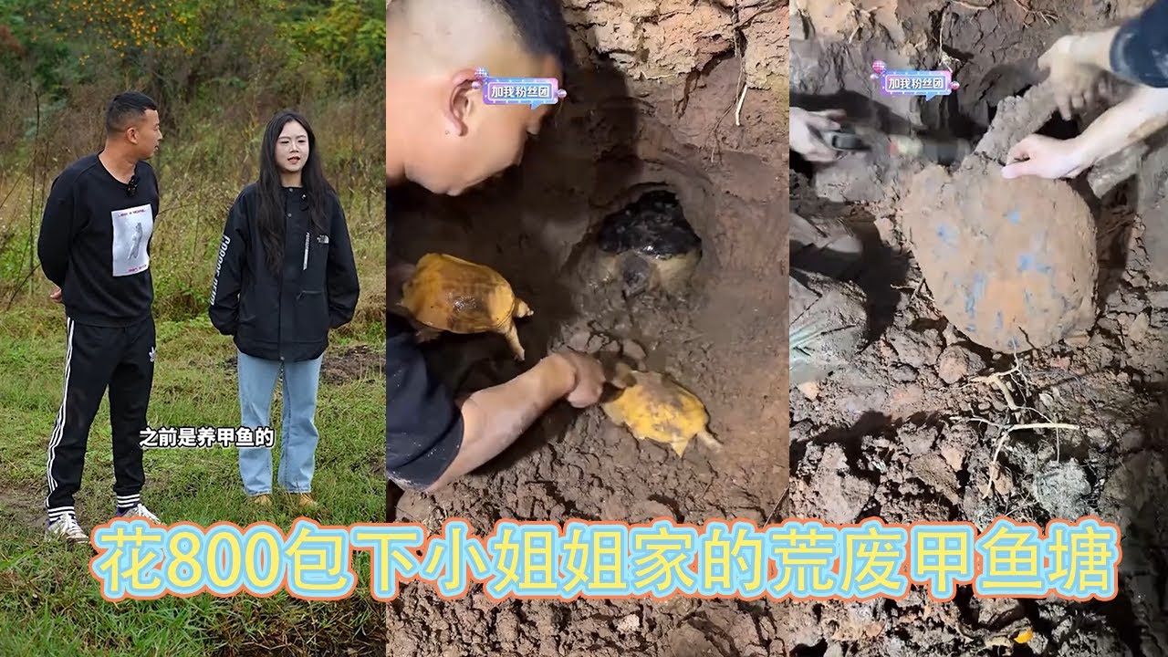 花800包下小姐姐家的荒废甲鱼塘，结果一夜暴富！ 【在养殖场安全，请大家不要模仿】