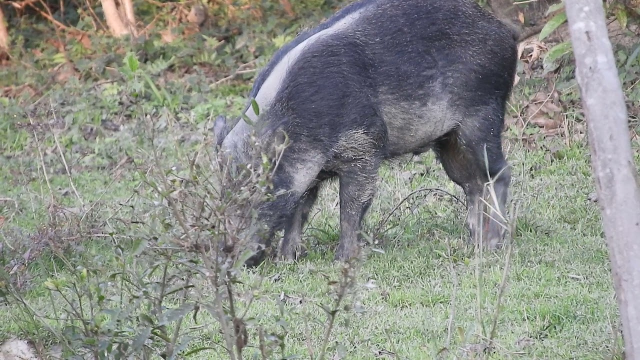 Wild Pig in Manas National Park