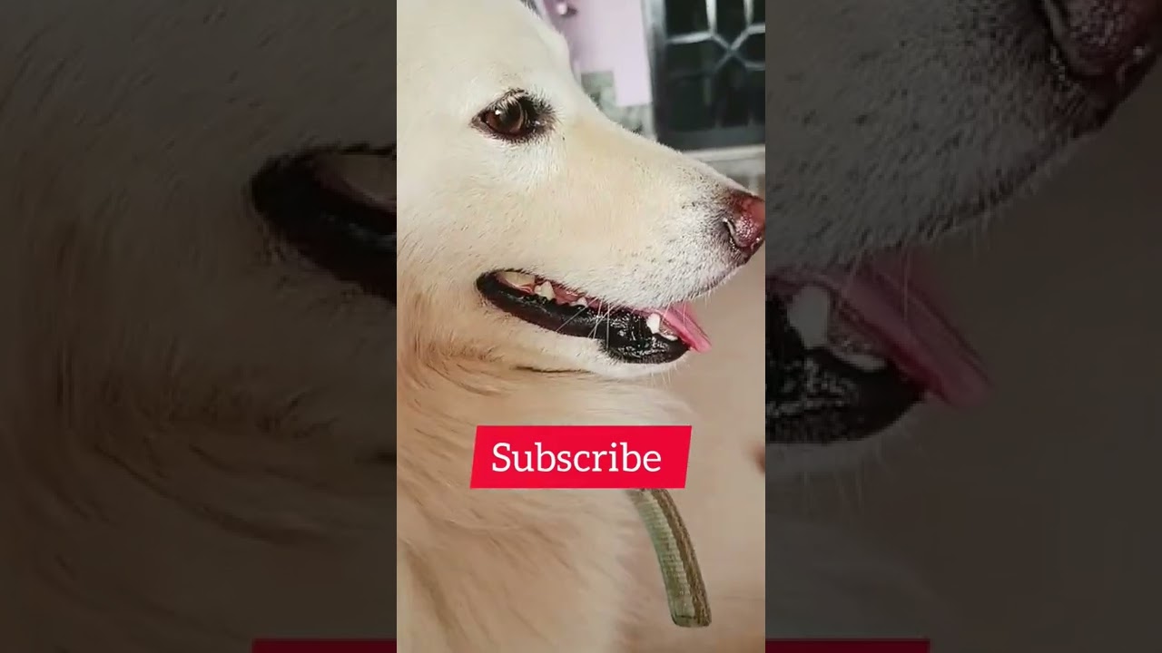 Dog lover|Dog Filtercopy love|