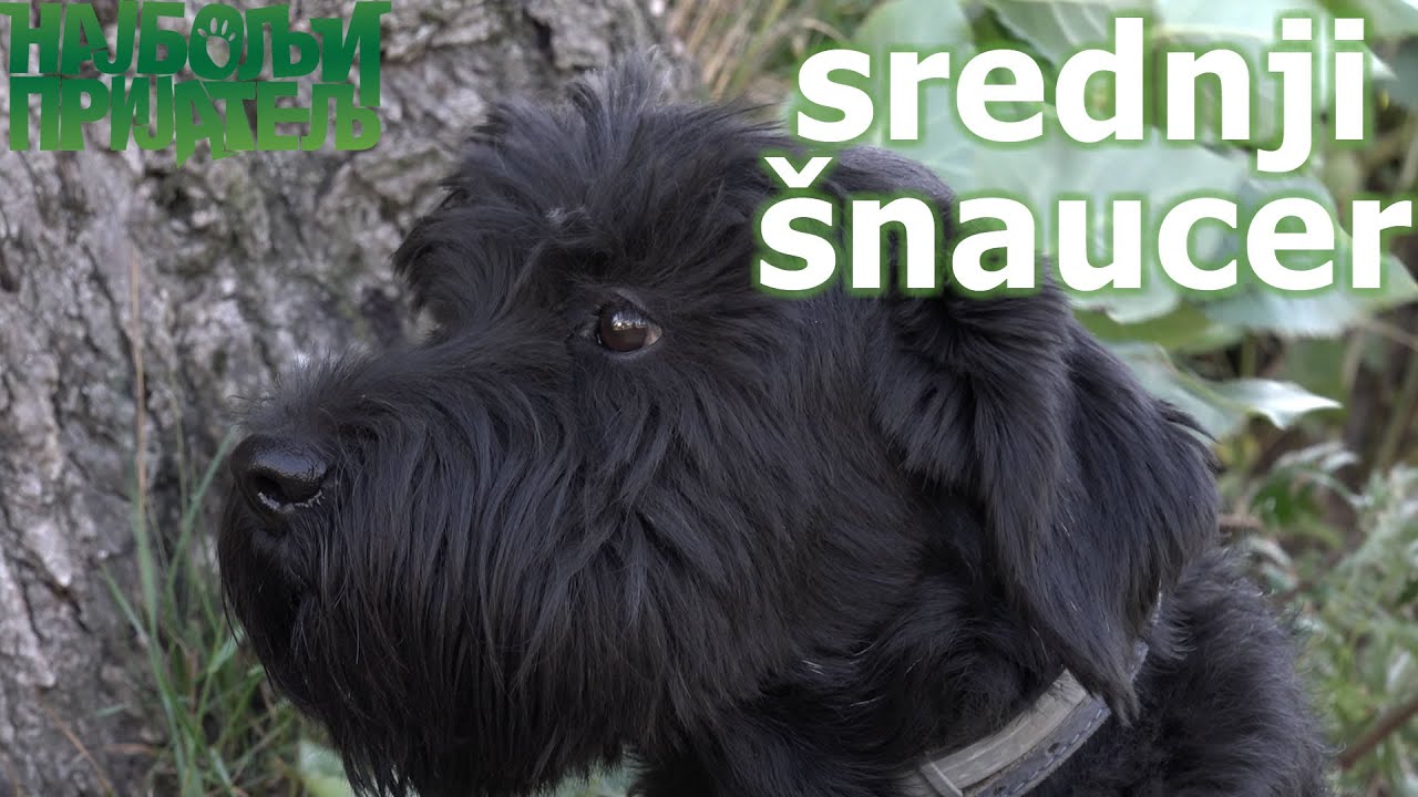 Srednji šnaucer