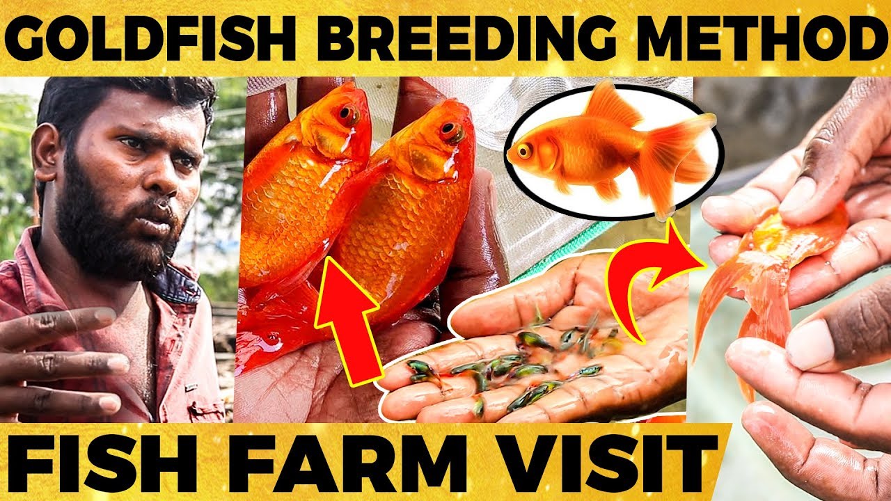 😍Gold Fish Breeding Easy Method! - வண்ண மீன் வளர்ப்பின் பின்னணி Video