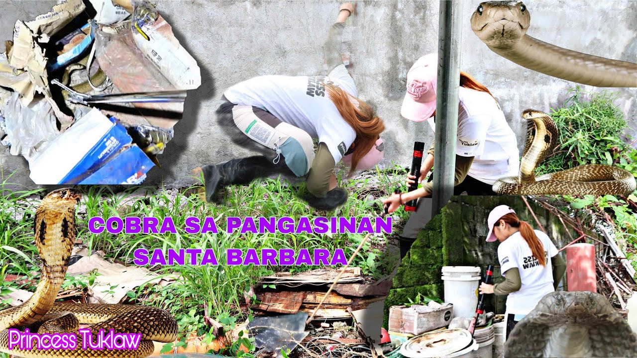 CABANATUAN, NATIVIDAD NUEVA ECIJA AT ANG COBRA SA PANGASINAN SANTA BARBARA