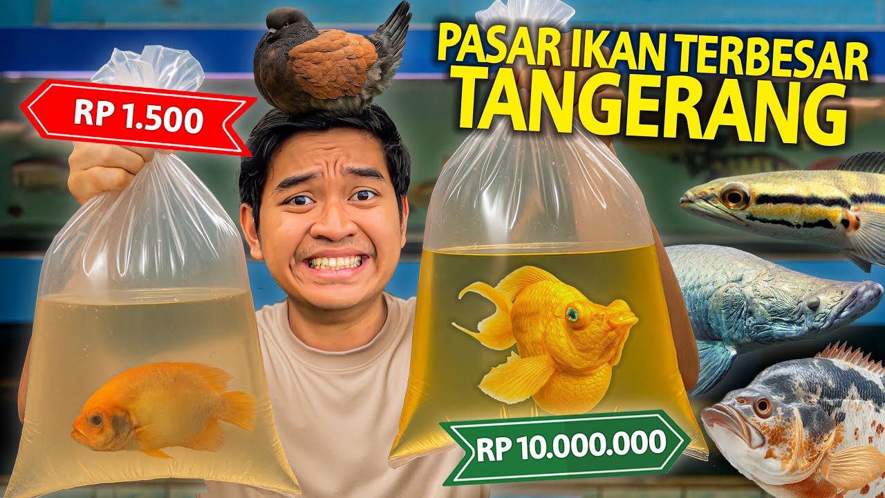 SIDAK HEWAN PALING MURAH DAN MAHAL YANG ADA DI PASAR IKAN TERBESAR DI TANGERANG! PISCES AQUARIUM!