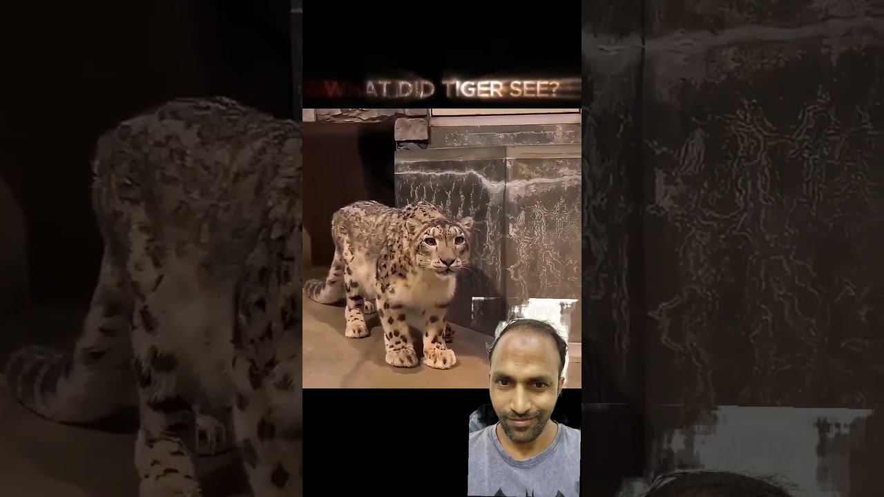 Tiger look the mirror itself.            face expression s
