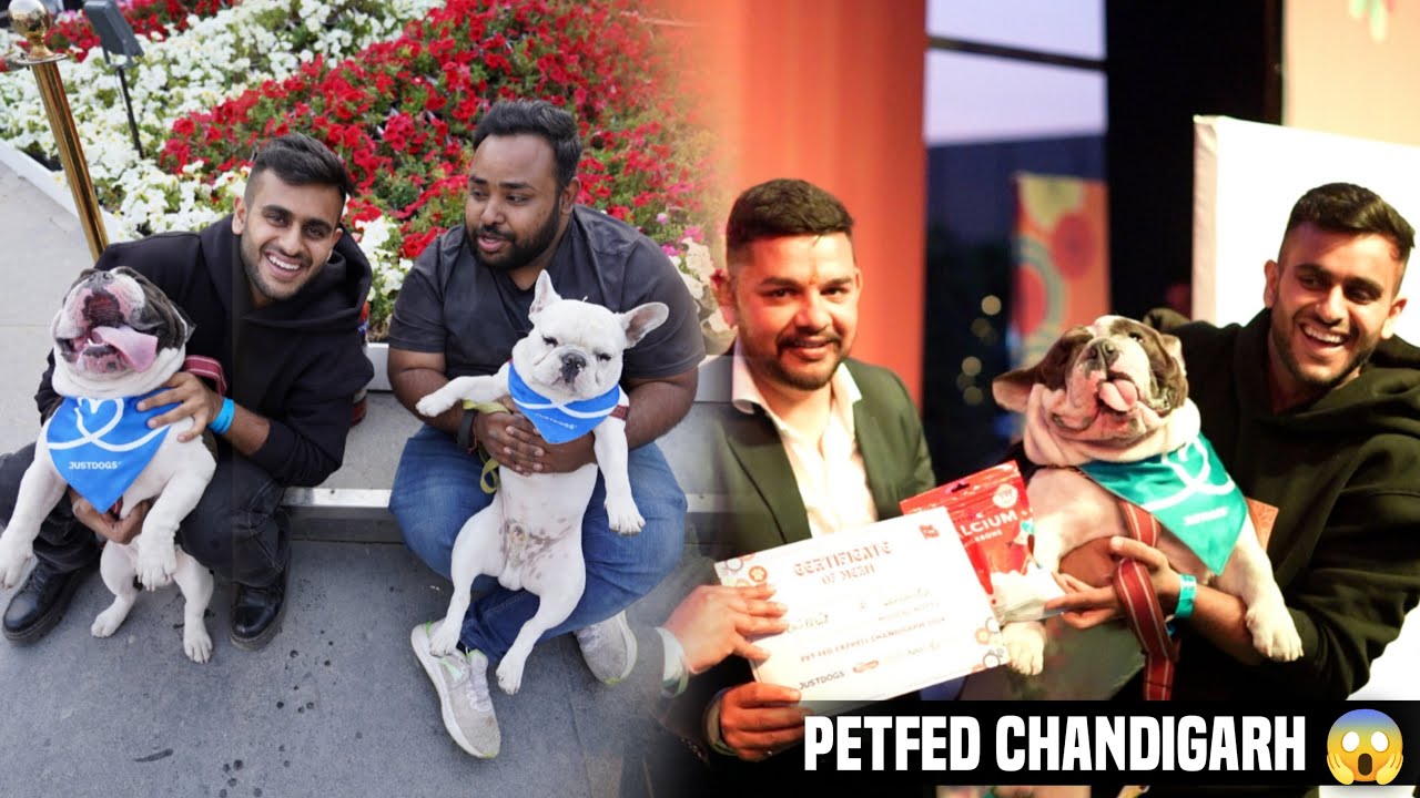 American Bully Vs French Bulldog in Petfed Chandigarh 😱😡