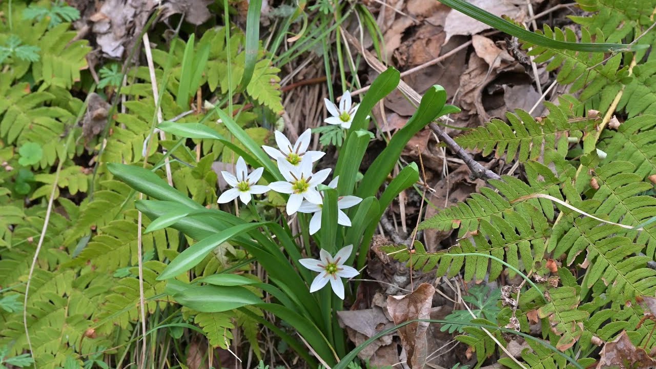 アズマイチゲ・ヒロハアマナ・ミツマタ・ショウジョウバカマ・野散歩