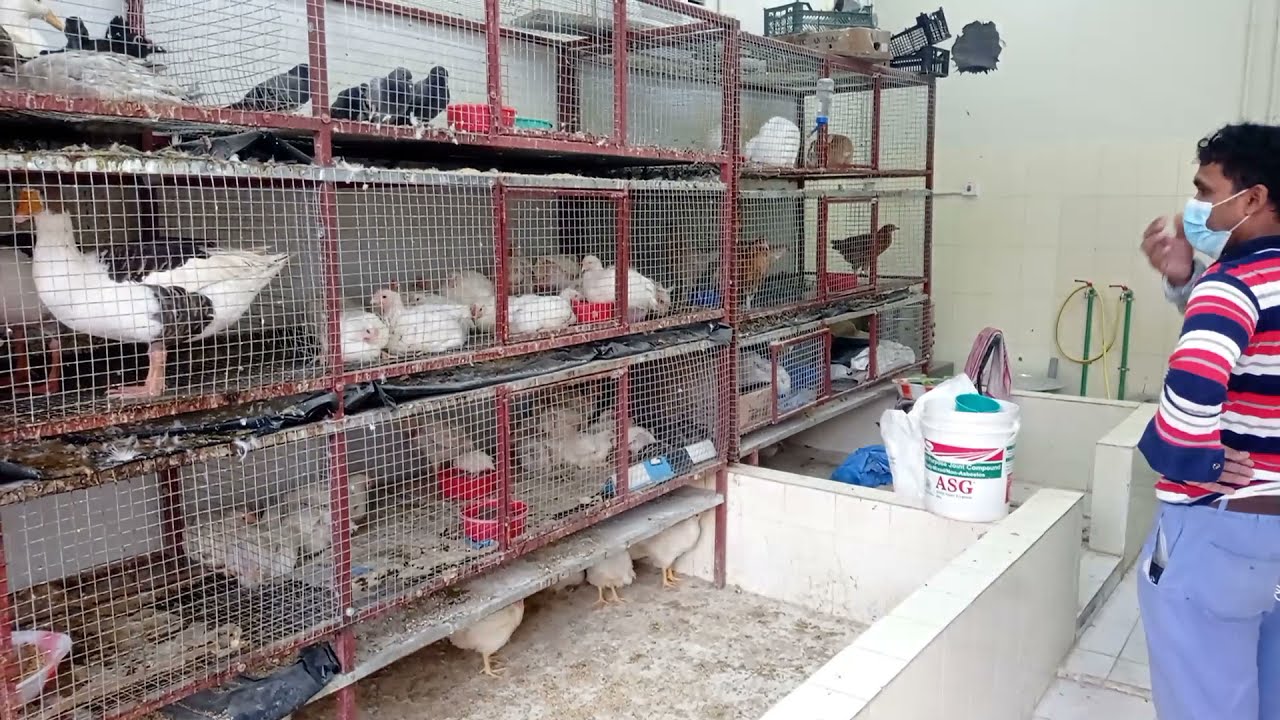Fresh Shop - Chickens - birds - Ducks - rabbits - quail birds - boylor chicken - Desi Chicken -titar