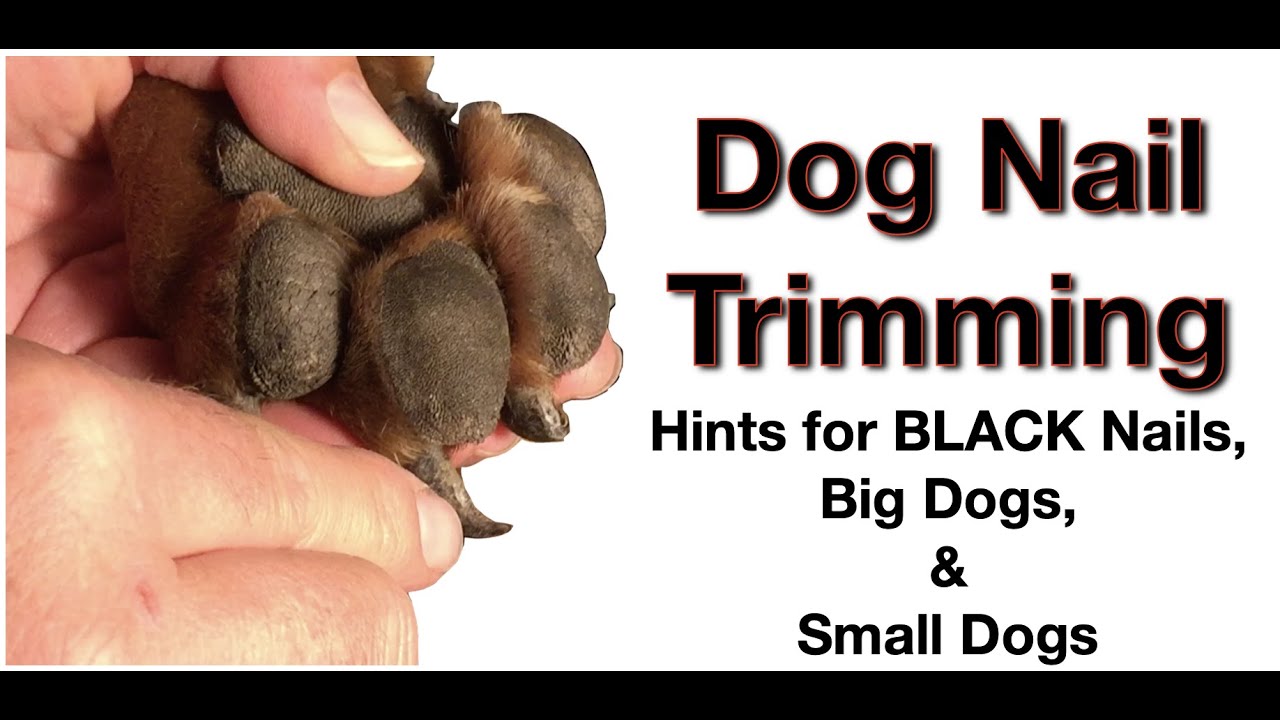 Dog Nail Trim - Secret Tip for Black Nails, Small Dogs, & Big Dogs