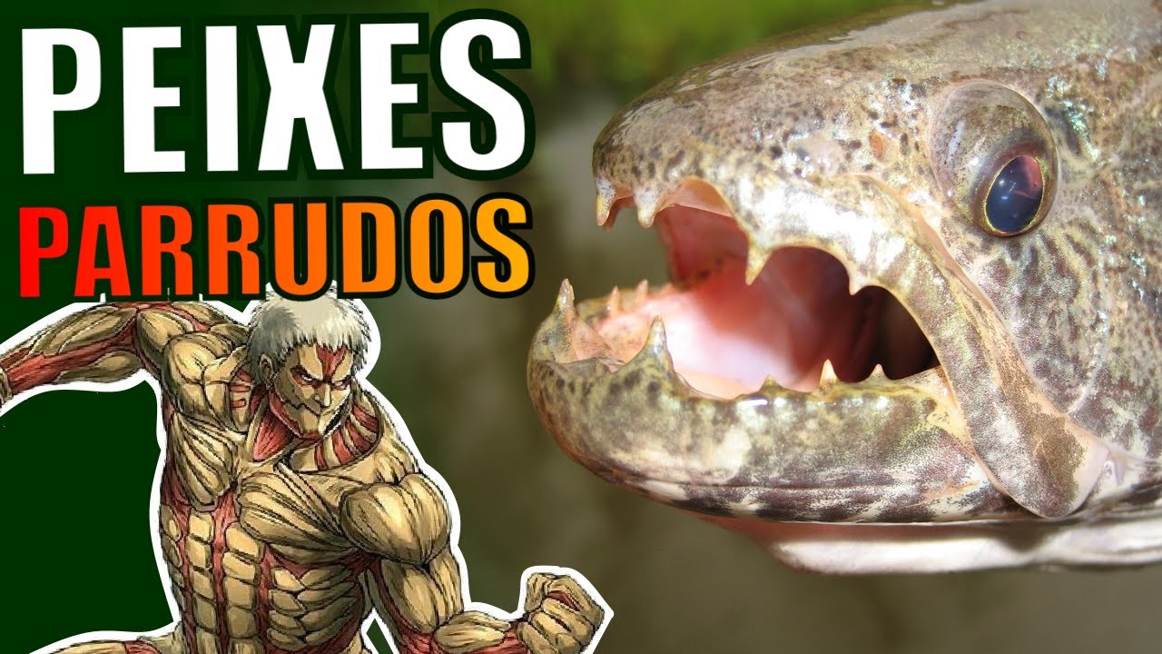 🔴TOP 5 PEIXES FORTES/PARRUDOS |Mr. Betta|