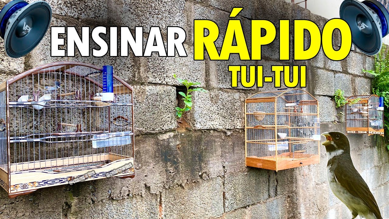 Como fazer encarte de coleiro tui tui