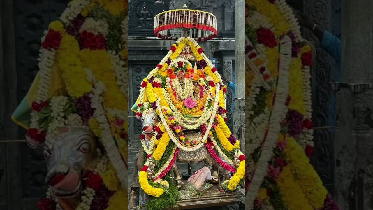 முத்திஷ்வரர் திருக்கோவில் ரிஷப வாகனம் புறப்பாடு 