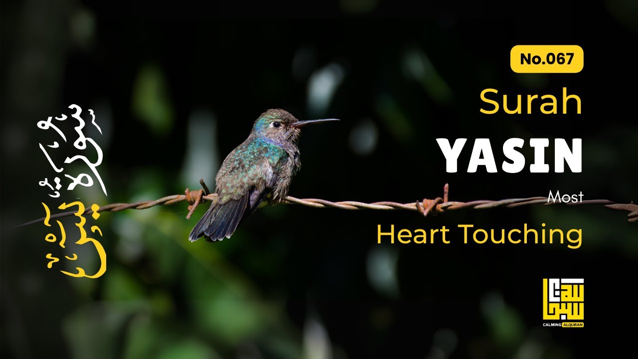 Surat Yasin (Yaseen) سورة يس ✦ Calm and Clear Voice ✦ Islamic Sleep Healing