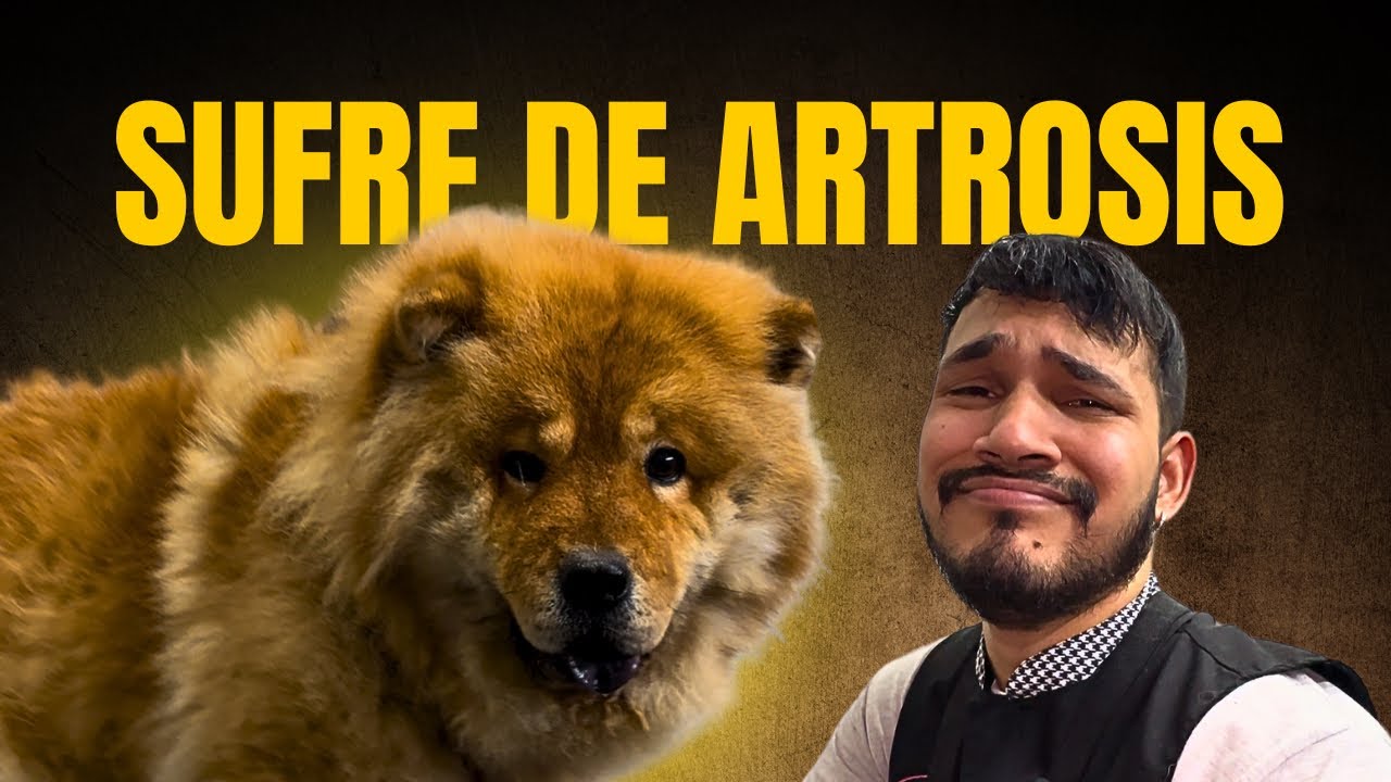 ¡ESTÁ CHOW CHOW SUFRE DE ARTROSIS! 🚨