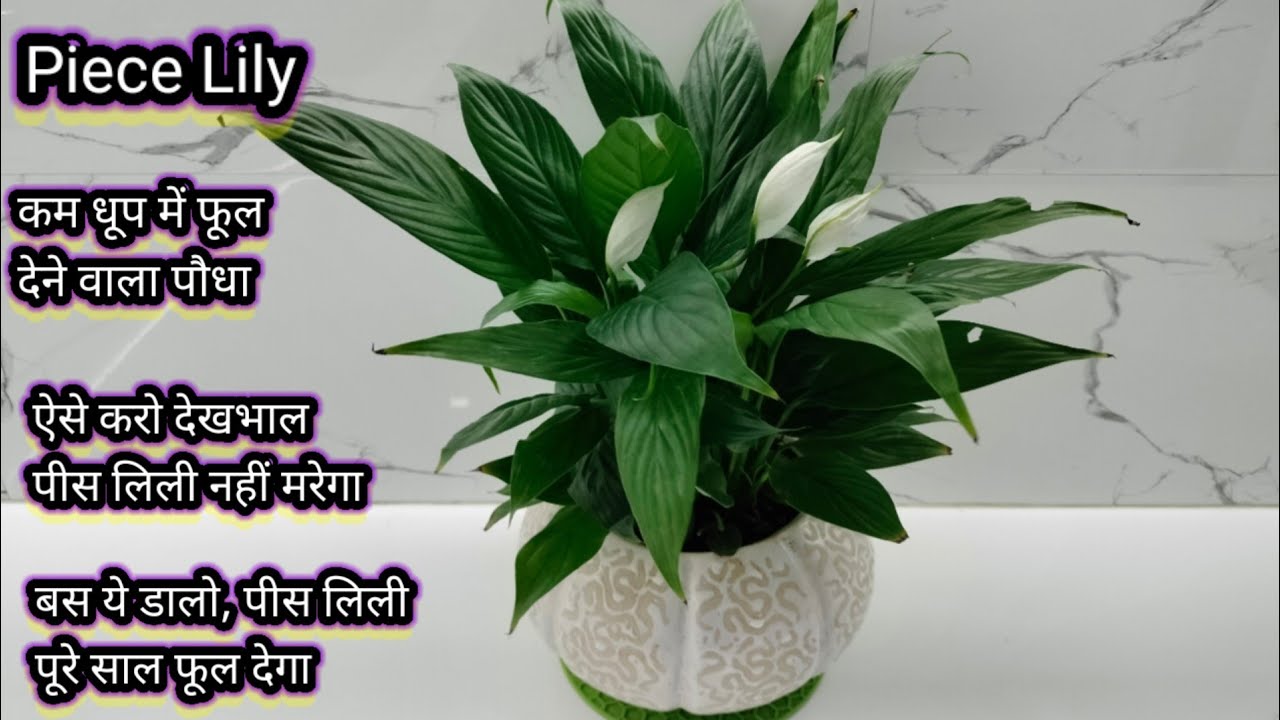 पीस लिली अब कभी खराब नही होगा, हमेशा फूल खिलेंगे | peace Lily flowering | peace Lily care | flowers