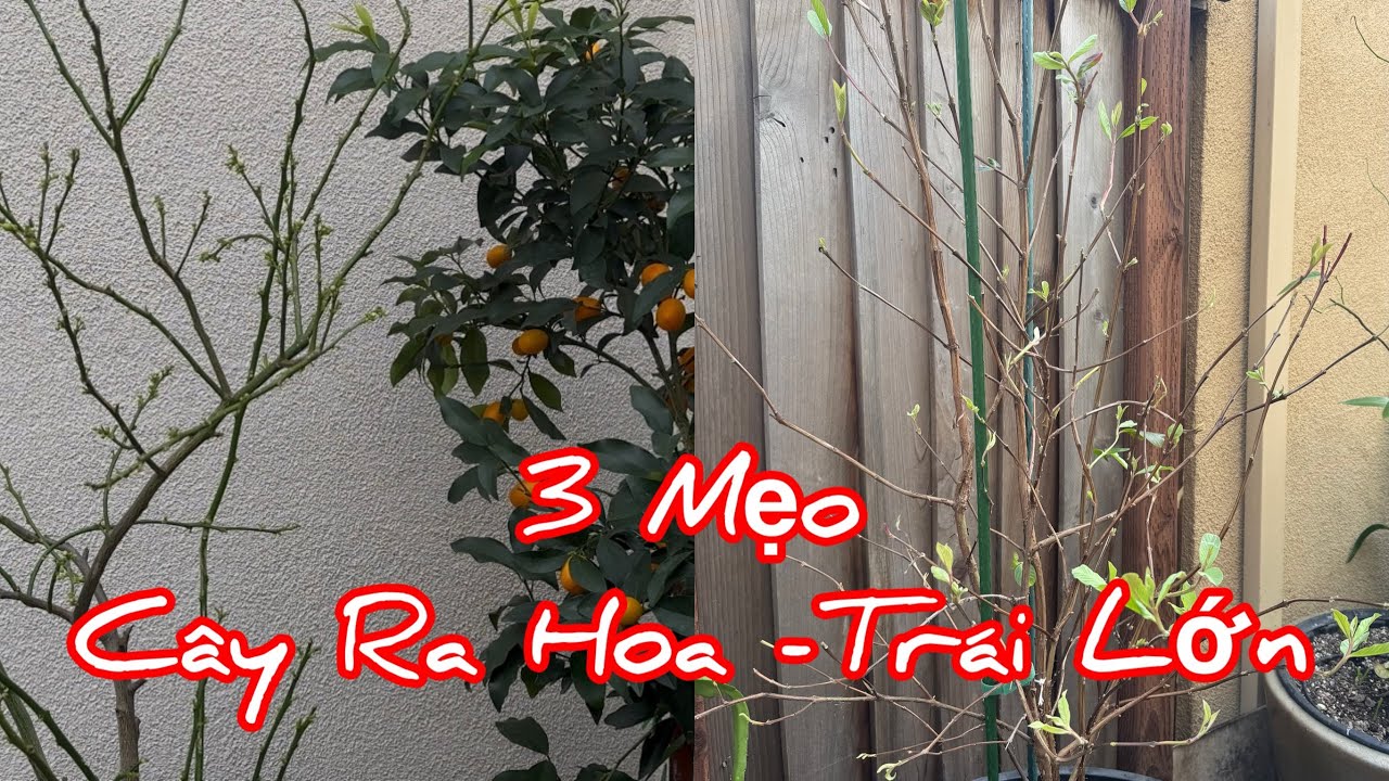Vlog 1016: 3 Mẹo Trồng Cây Ra Hoa -Trái Lớn Dọn Vườn Tỉa Cành