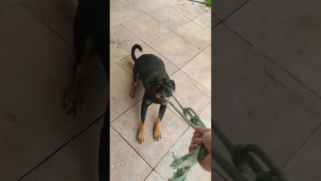 rottweiler mestiço, adestrado, socializado e inteligente.