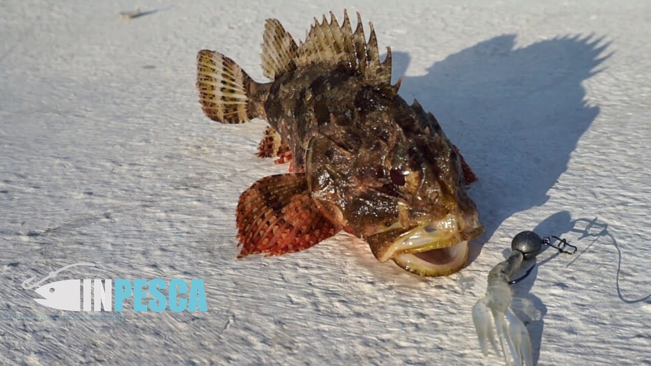 LIGHT ROCK FISHING | Baby Serra, Scorfani e Polpi