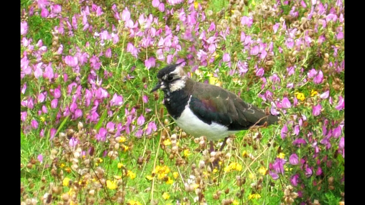 Die Vogelwelt des Beltringharder Koog - The birds of the Beltringharder Koog
