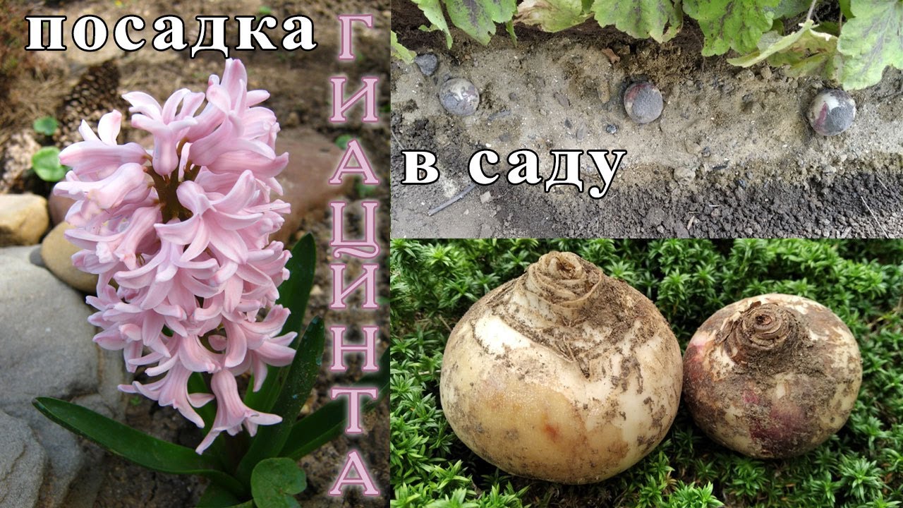 Посадка гиацинта в открытый грунт.