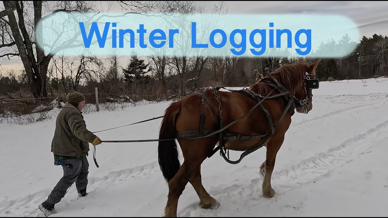 Logging with our Suffolk Punch Mare