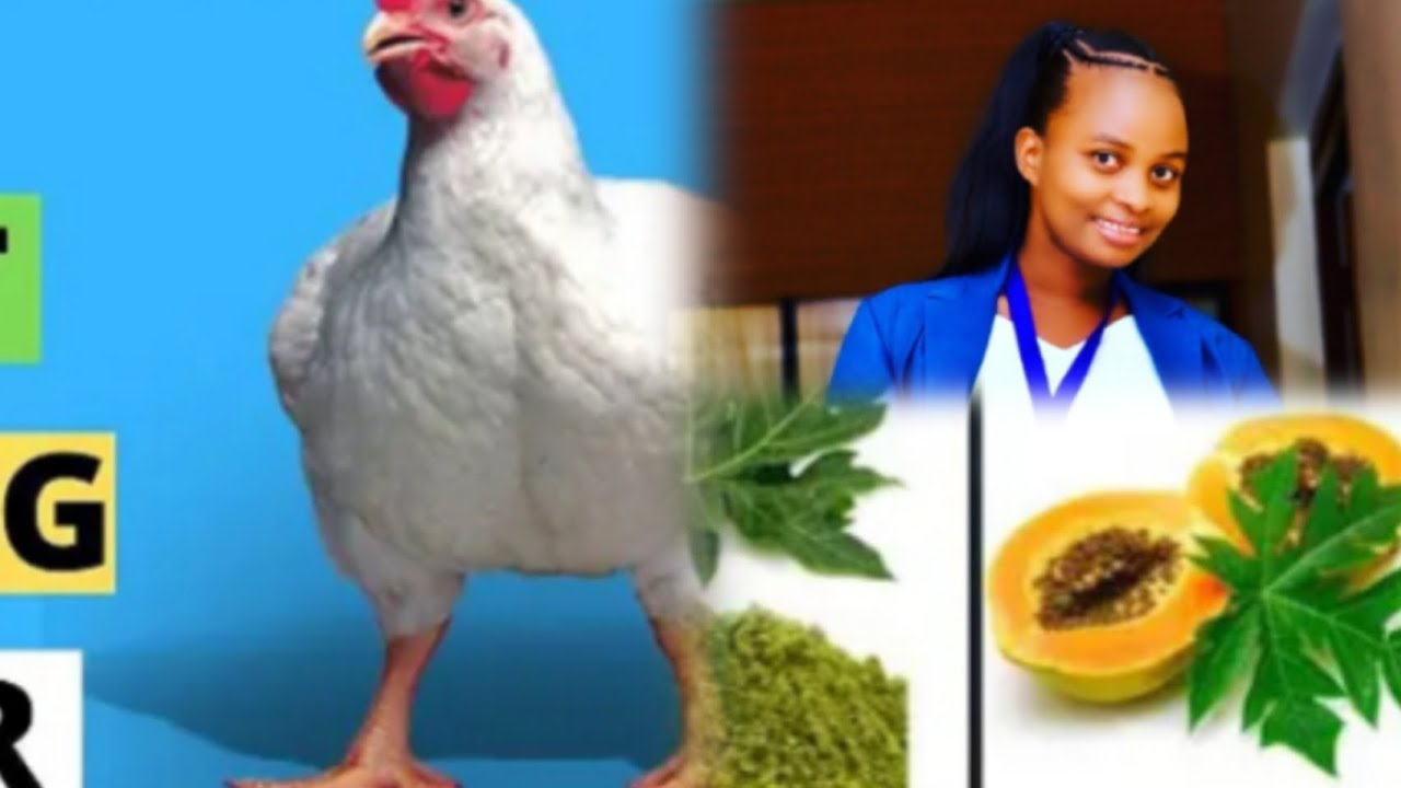 Ibanga ryo kubyibushya Inkoko z'Inyama  byihuse  #iz'amagi aba manini!#(Faster Growth Broilers)