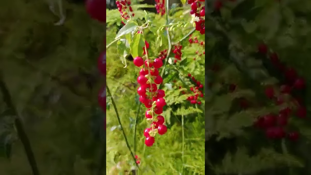 Pigeon Berry/ Blood Berry Plant Information #Shorts #Youtubeshorts #Shortviral
