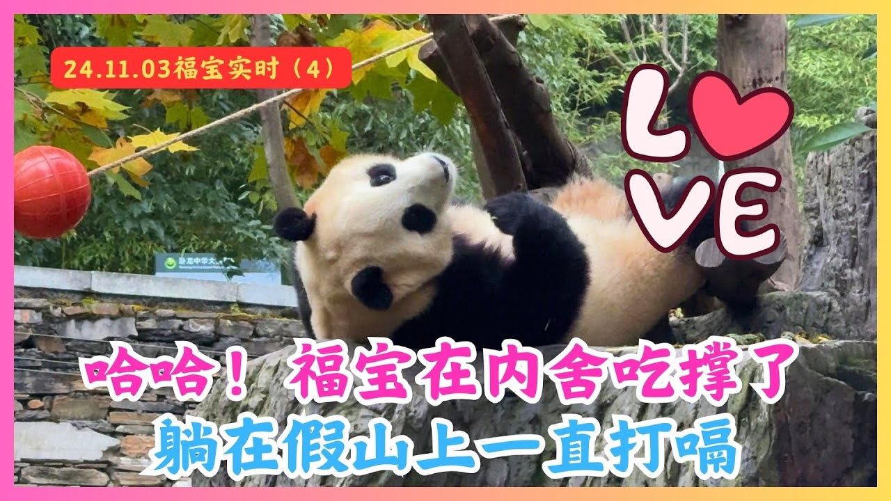 2024.11.03🍎福宝푸바오（4）🍎哈哈！福宝在内舍吃撑了，躺在假山上一直打嗝！🍎福宝这拉青团的姿势太怪异，让人忍不住笑出声！🍎#fubao #판다 #푸바오 #大熊猫福宝 #panda