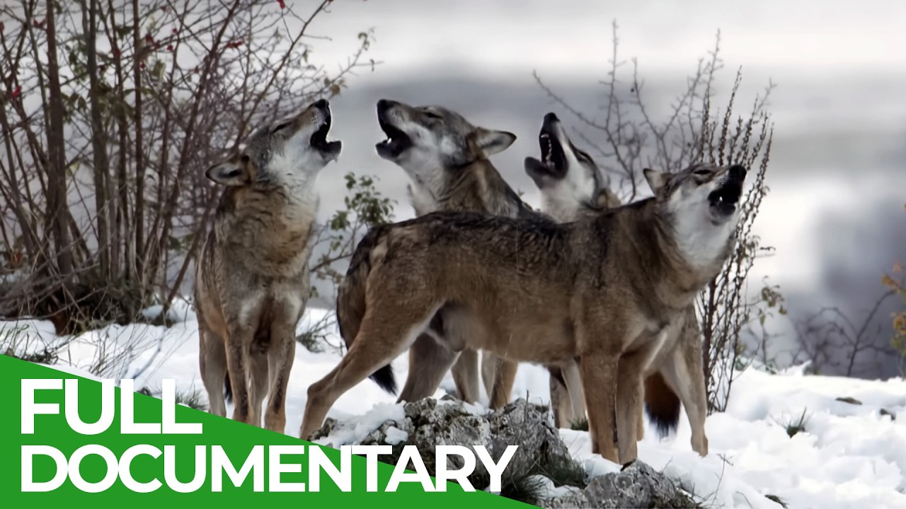 Hunters of the Alps: Return of the Wolf Packs | Wild Italy | Episode 1 | Free Documentary Nature