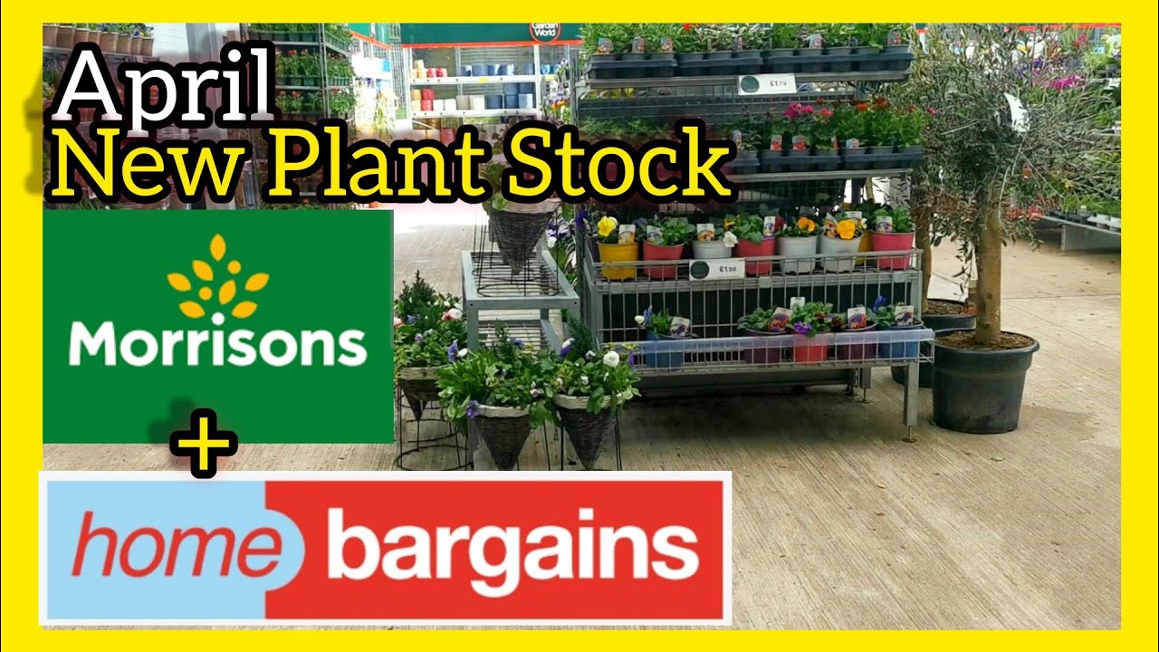 Новые выгодные предложения на растения в магазинах Morrisons и Home Bargains 🌴 В каком магазине р...