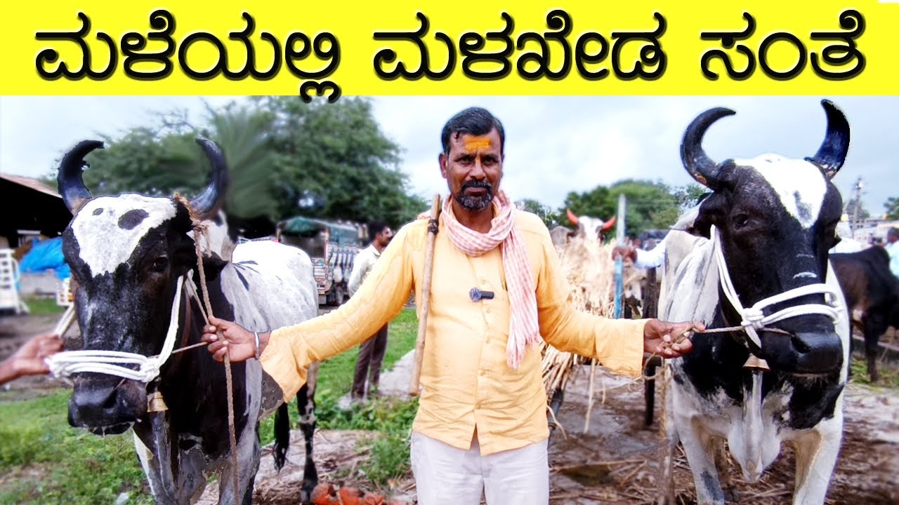16-09-2025 Malkhed cattle market | ಮಳಖೇಡ ಎತ್ತುಗಳ ಸಂತೆ | Bull's Market | Oxen Market | Cattle Market 