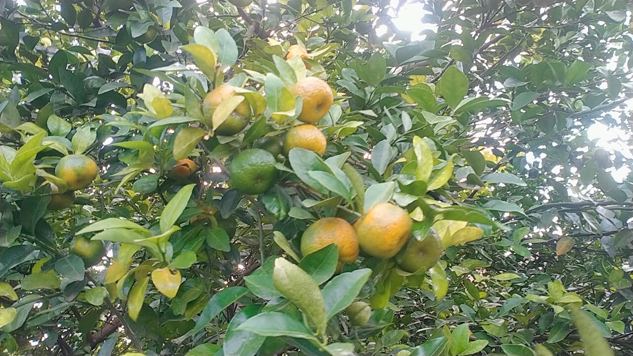 Kiat kiat namunga na for the 2nd time. #orange #fruit #garden