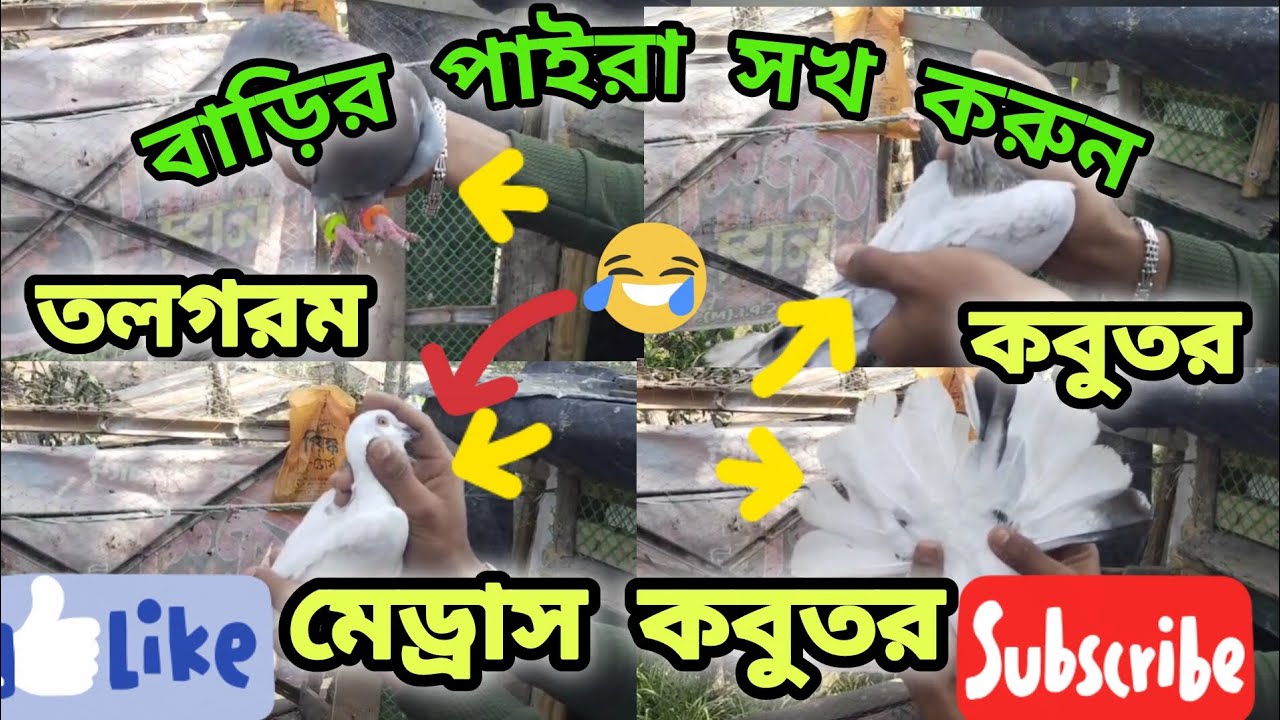 বাড়ির সব পাইরা সখ করুন |🔥| মেড্রাস💯/গিরিবাজ😱/তলগরম❤️/😍