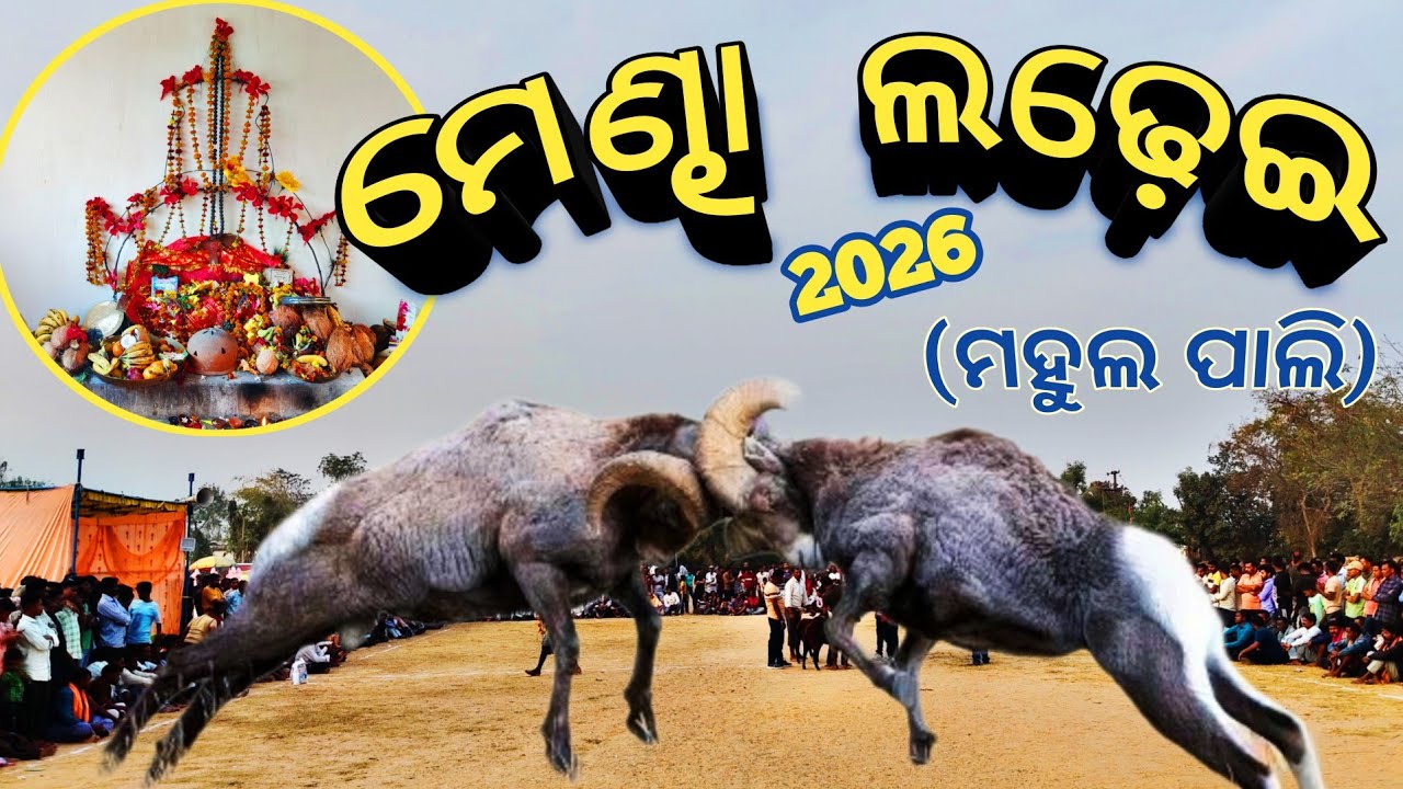 ମହୁଲପାଲି ମେଣ୍ଢା ଲଢ଼େଇ ଓ ଶ୍ରୀ ଭୋଗଡୁଙ୍ଗୁରୀ ବାବାଙ୍କ ବାର୍ଷିକ ପୂଜା ୨୦୨୬ // Mahulpali Mendha Ladhei 2026