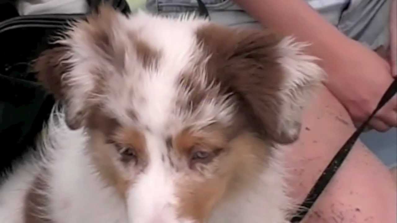 Sydney The Australian Shepherd: A Dog's Tail