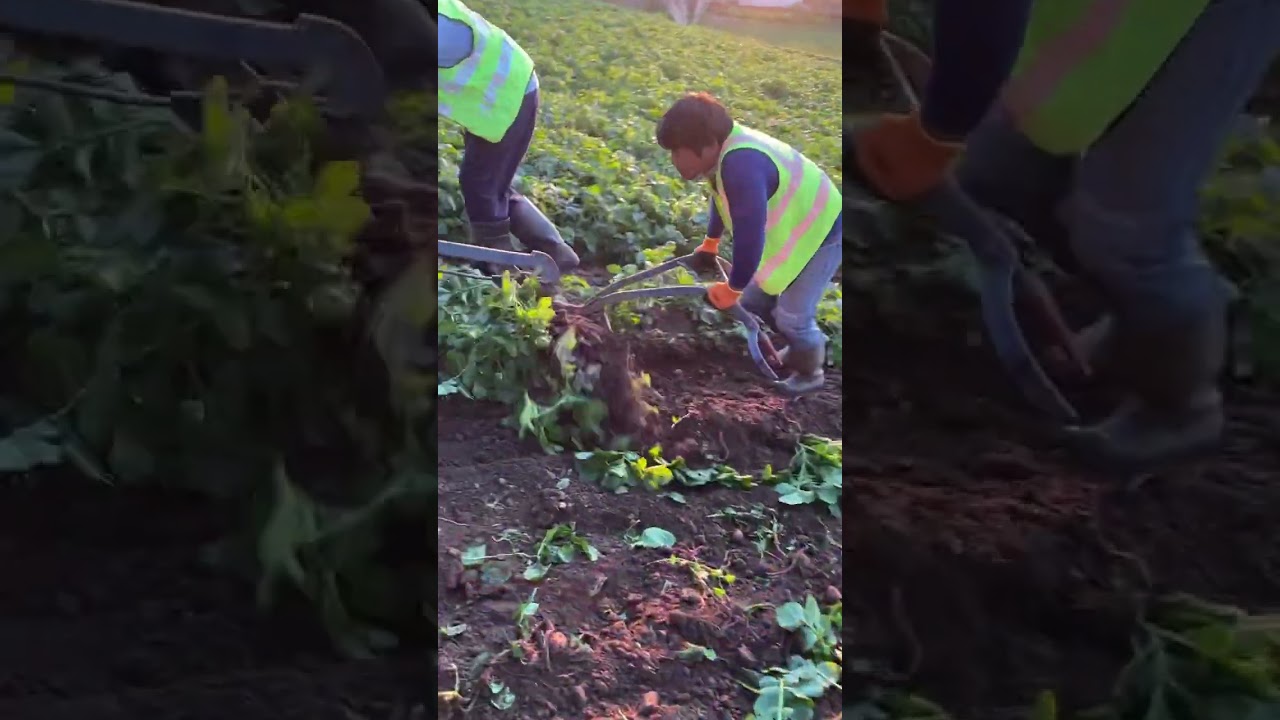 Jersey Royal Potato harvest on Jersey&rsquo;s steep slopes. #farming #johndeere #potatoes