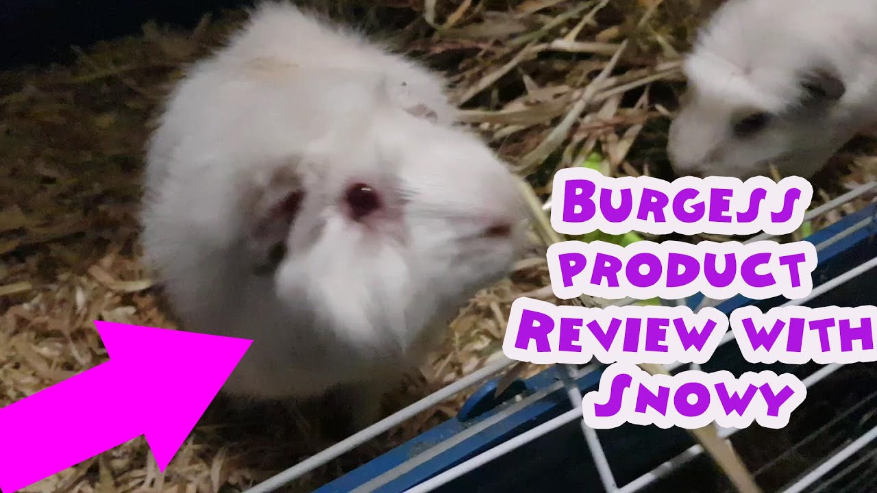 Burgess Nuggets with Blackcurrant and Oregano for Guinea pigs - what guinea pigs pellets are best