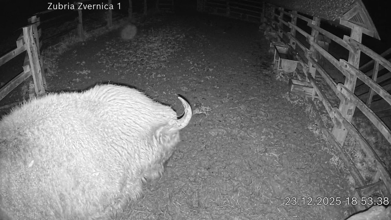 Zubria zvernica (cam212) 23.12.2025 o 18:55