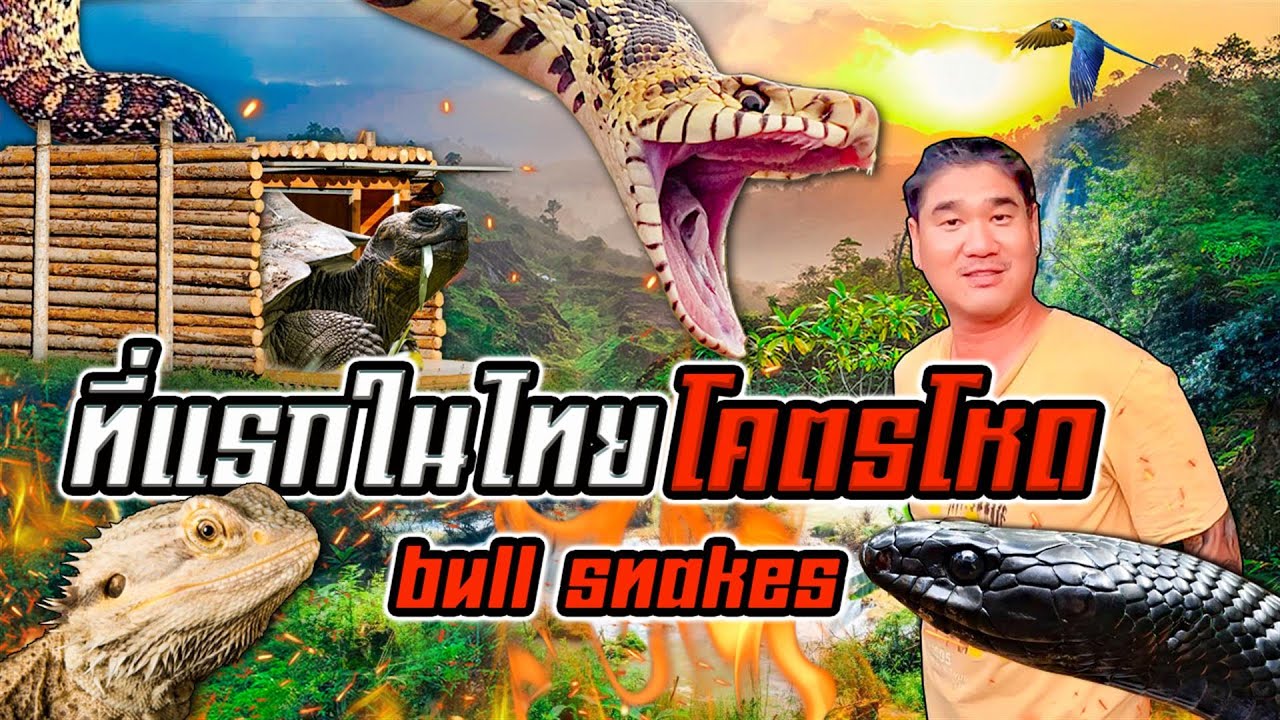 สัตว์แปลกสายดาร์ก Bull Snake สายพันธุ์ดุ!