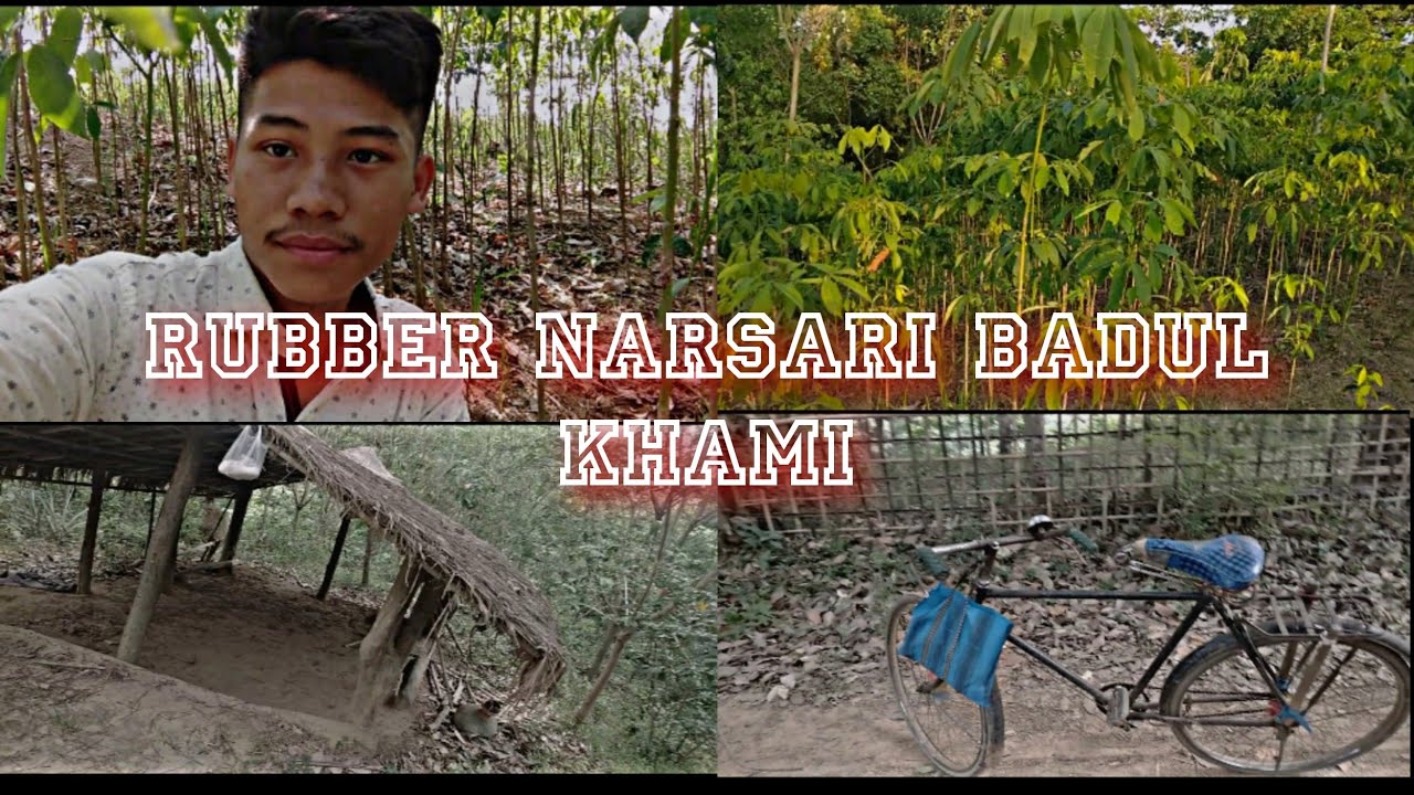 Rubber Budding Khamo || Budding And Grafting In Rubber Nursery 🎋🌱