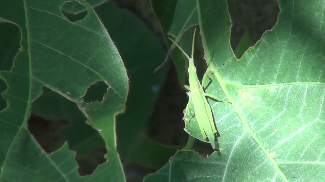 Atractomorpha lata オンブバッタ
